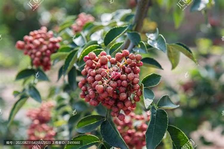花椒树施二胺可以吗？