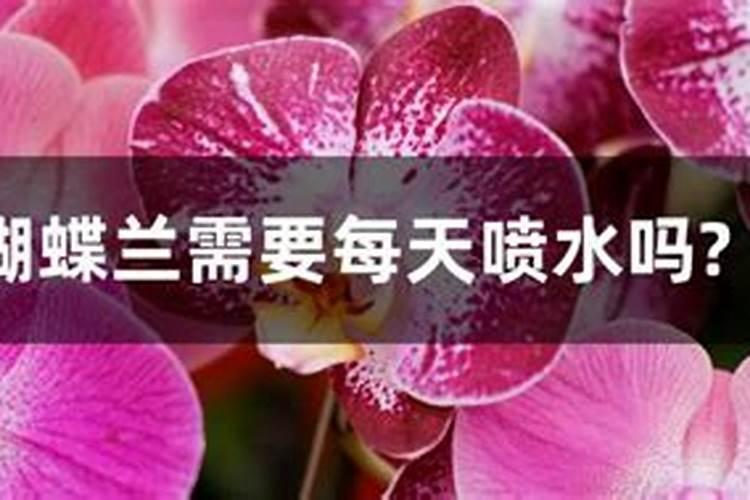 养花叶面肥多久喷一次 养花叶面肥喷洒频率