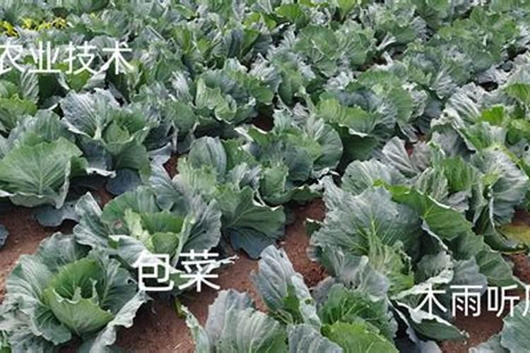 油菜苔种植种子要泡水吗