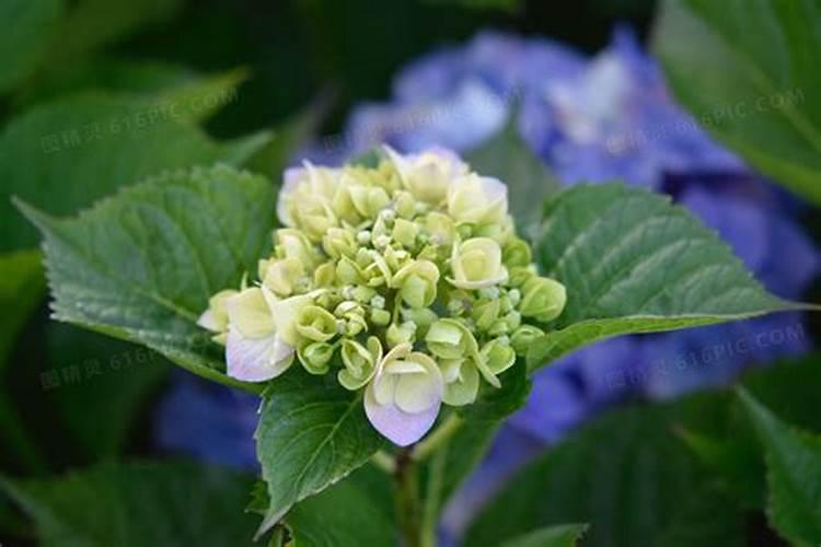 绣球花已经开始打花苞了,应该如何施肥呢？