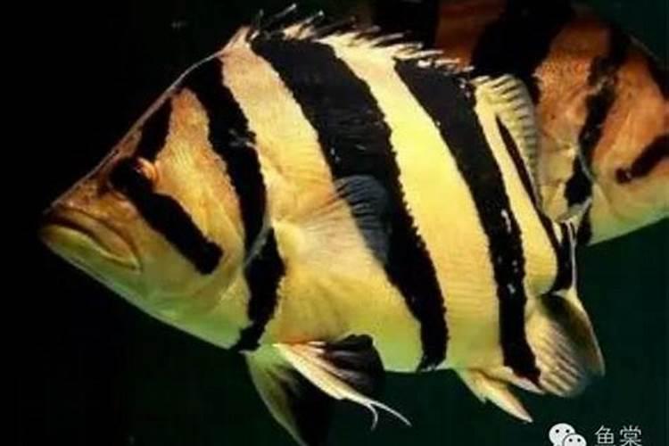 什么鱼好养啊？