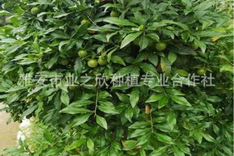 金弹子小苗怎么养
