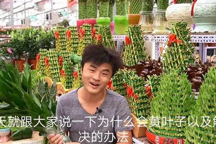 甜瓜叶子这几天突然发黄,是怎么回事