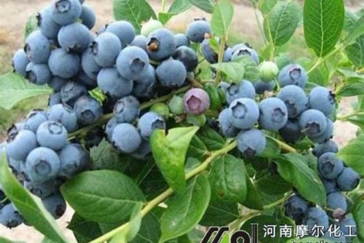 梨树用什么肥料最好