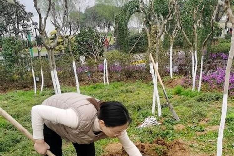 玉米苗后除草剂喷后几天能喷叶面肥？