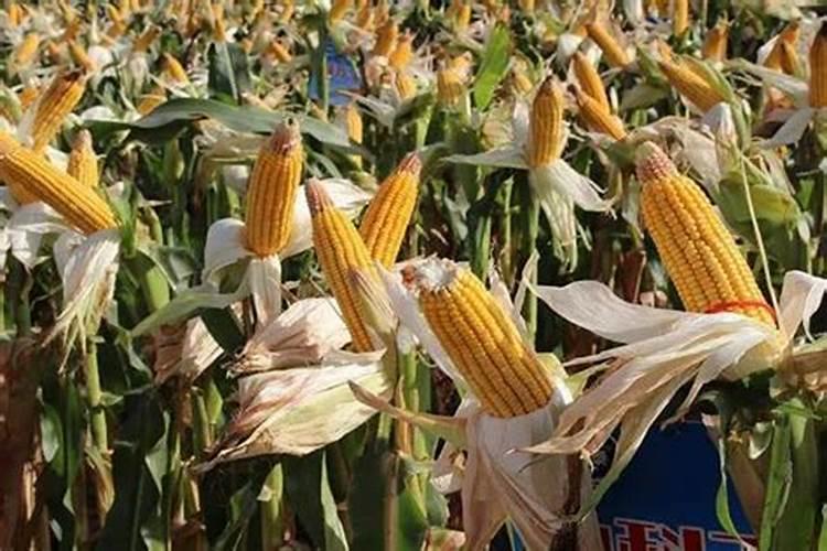 玉米苗后除草加锌肥可以吗？