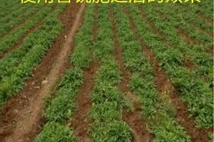 牡丹叶片喷了除草剂之后还能存活吗