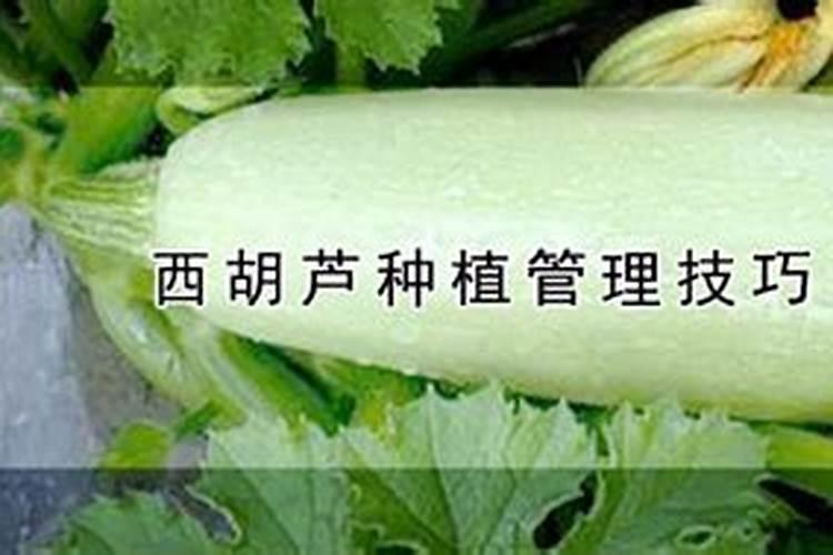 西葫芦开花结果阶段需要怎么管理才长的好？