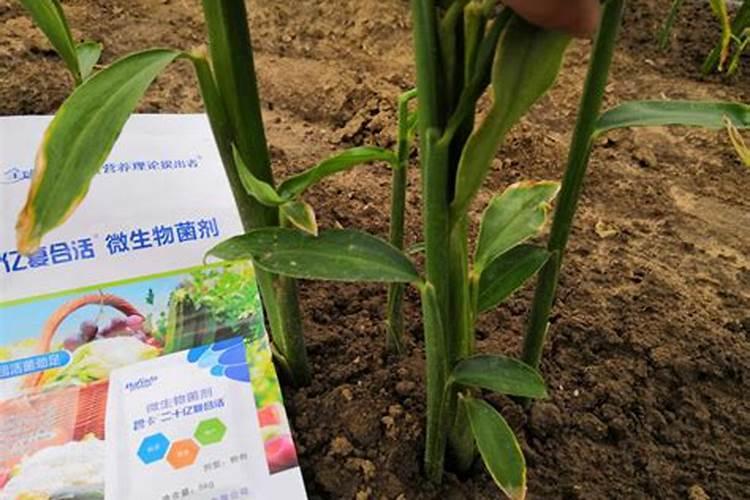 高产大姜施肥方法 姜如何施肥