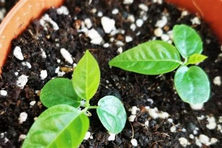 种植土豆用什么肥料最好