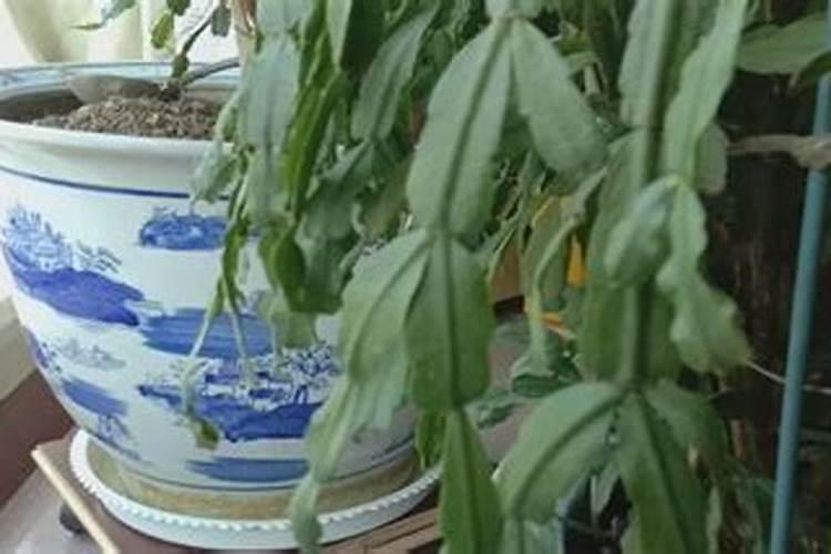 磷酸二氢钾的作用及使用方法及注意事项