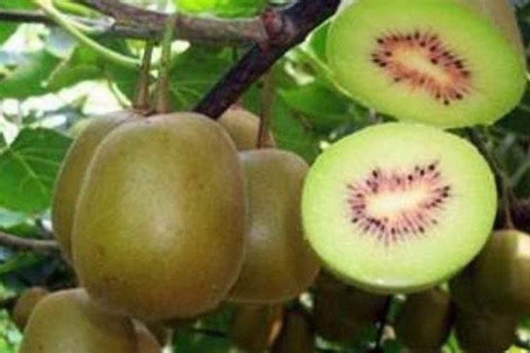 葡萄上什么肥料最好