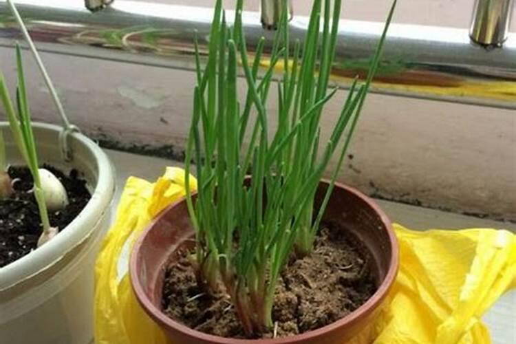 水溶肥怎么做