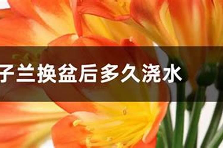 换盆后多久可以施肥