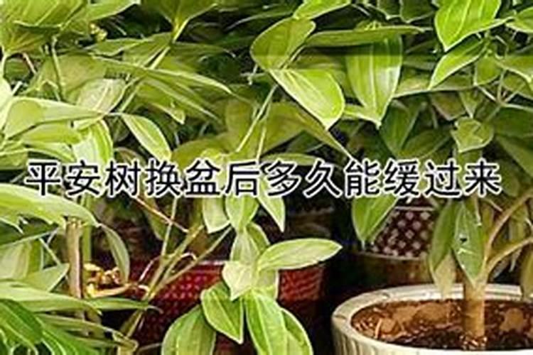 文竹移盆多久施肥