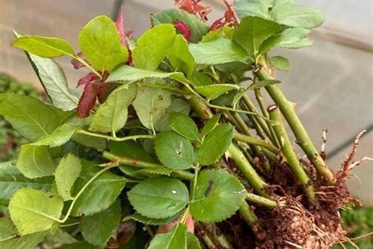 玫瑰花多久施肥 玫瑰肥料施用时机及注意事项