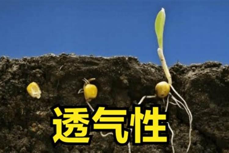 现在种的荔枝几天浇一次水 现种的荔枝需要几天浇一次水