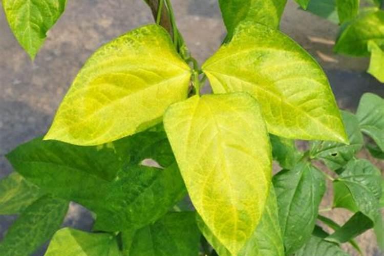 盆栽草莓用什么肥料好