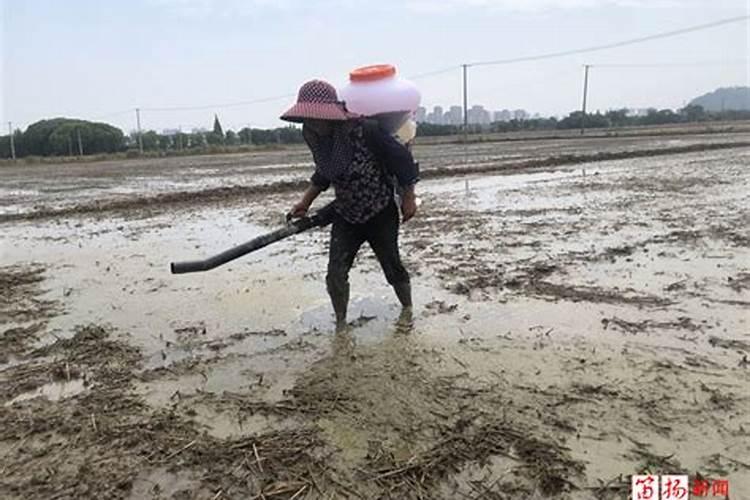 尿素是什么肥料