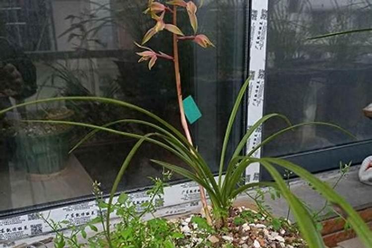 尿素加什么可以使叶子变浓绿呢？