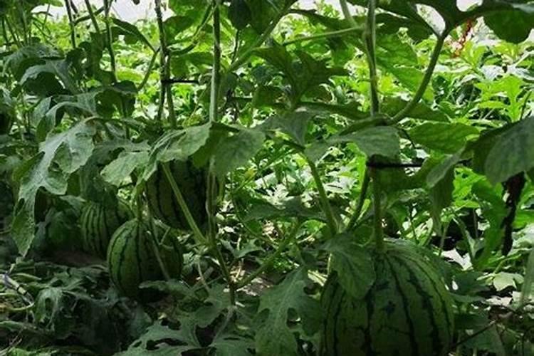 玉米底肥用红颗粒钾肥好还是用白色小颗粒水溶钾肥好？