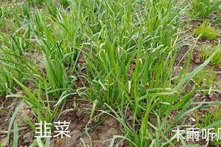 栽种韭菜适合什么土壤