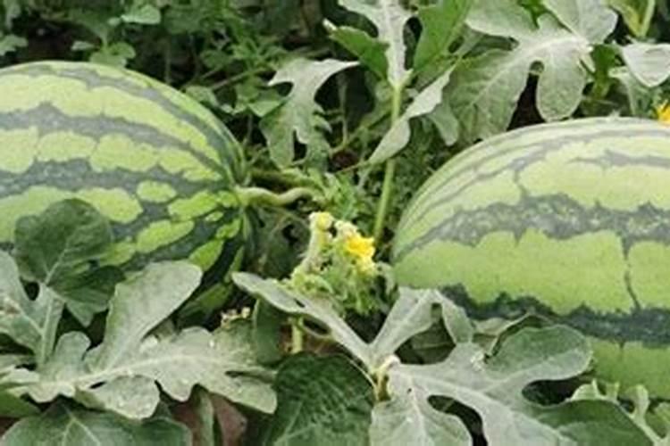 夏秋季栽培小型西瓜怎么肥水管理