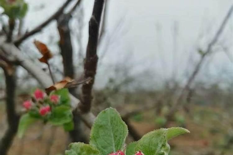 腐植酸水溶肥是什么？它有啥作用呢？