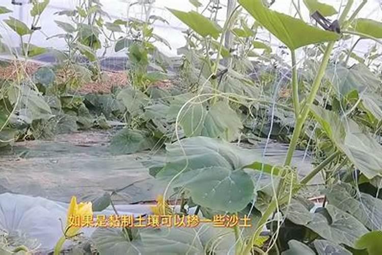 葫芦浇什么肥料合适