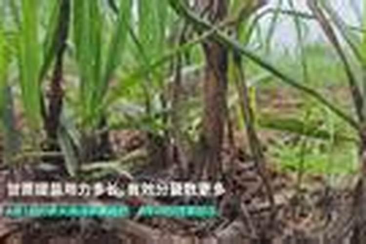 如何在甘蔗上正确使用生物肥