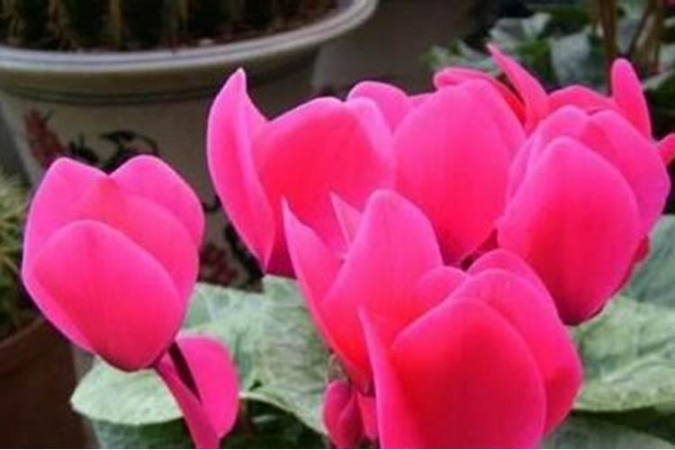 仙客来花期怎么施肥