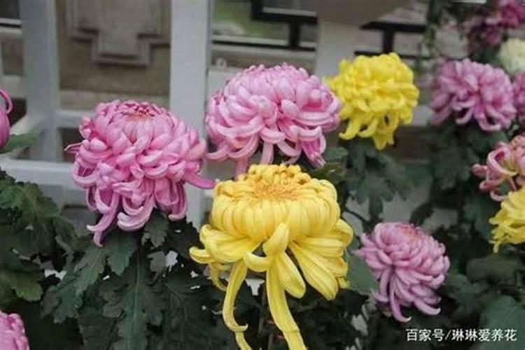 盆栽菊花的秋季管理要点