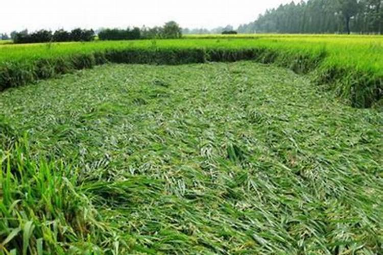盐碱地种玉米用什么肥料最好