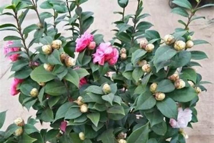四季豆怎样施肥.施什么肥