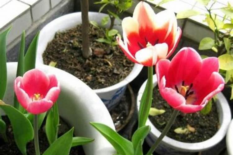 红掌怎么养才能开花