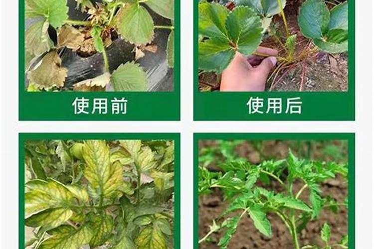 铁树叶子发黄施什么肥