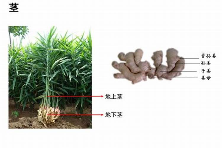 大姜种植后头两次浇水应怎么冲施肥料？