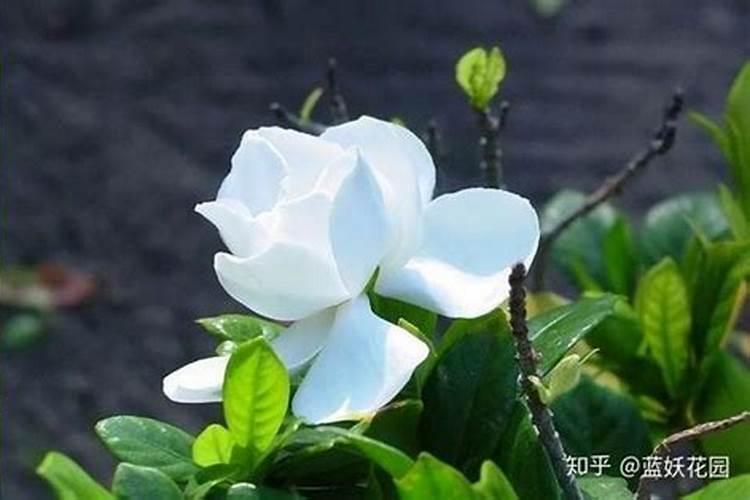 多菌灵可以直接浇花吗