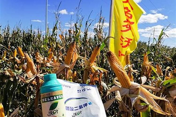 玉米喷叶面肥有用吗