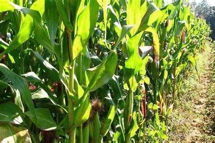 磷酸二氢钾和锌肥及芸苔素可以在玉米苗期混用吗？