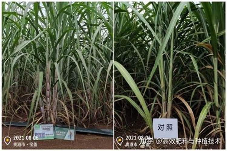 正在开花的四季梅上什么肥料好