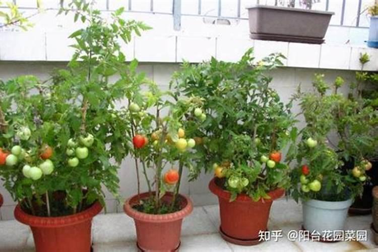 是什么病毒病？开三层小柿子不生长了!求专家解药治疗呀!