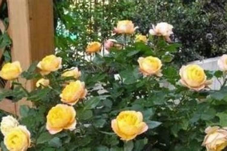 杜鹃花施什么肥最好