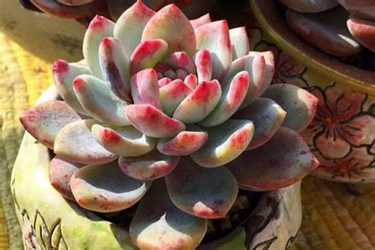 花多多1号可以浇多肉吗