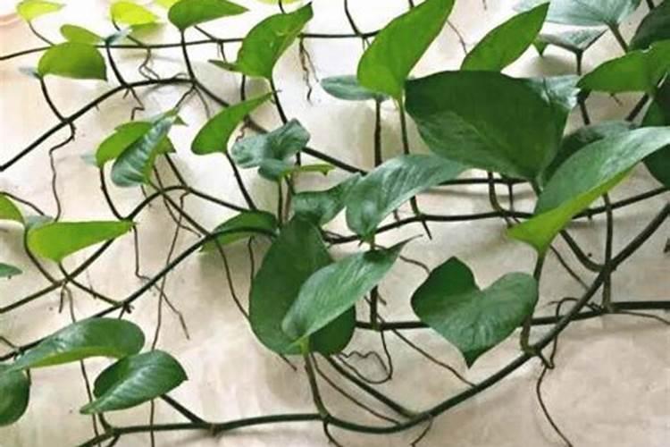 花生用什么叶面肥好,花生增产叶面肥