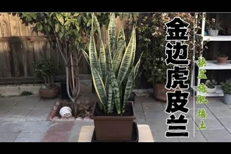 虎皮兰怎么施肥