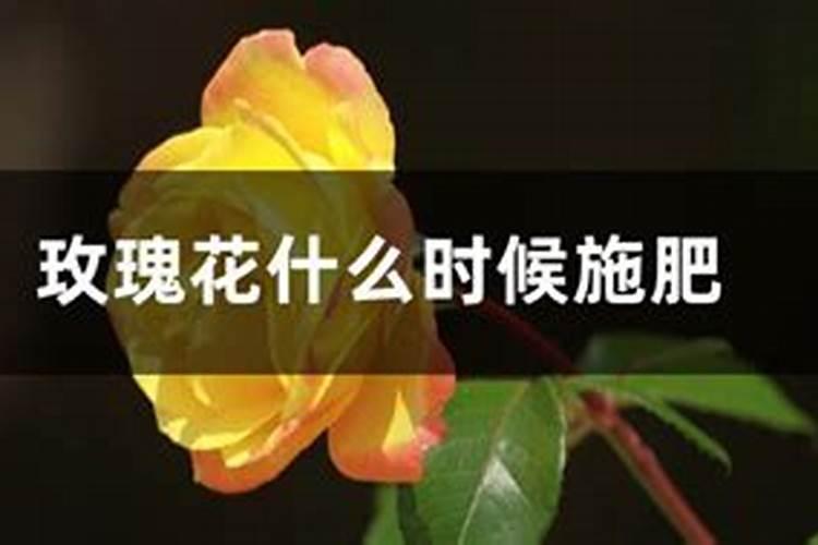玫瑰花施肥施什么肥料