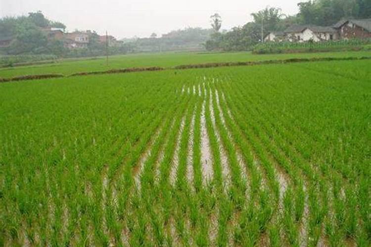 生根粉气味