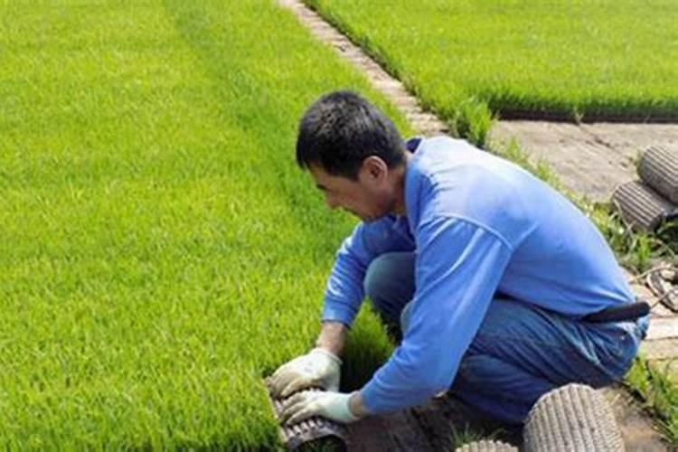 叶子黄缺什么肥料