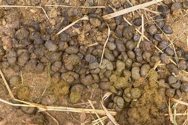 人粪便加肥料能浇大棚茄子